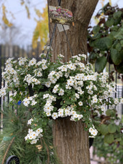 Bacopa cordata 'white' - hanging basket